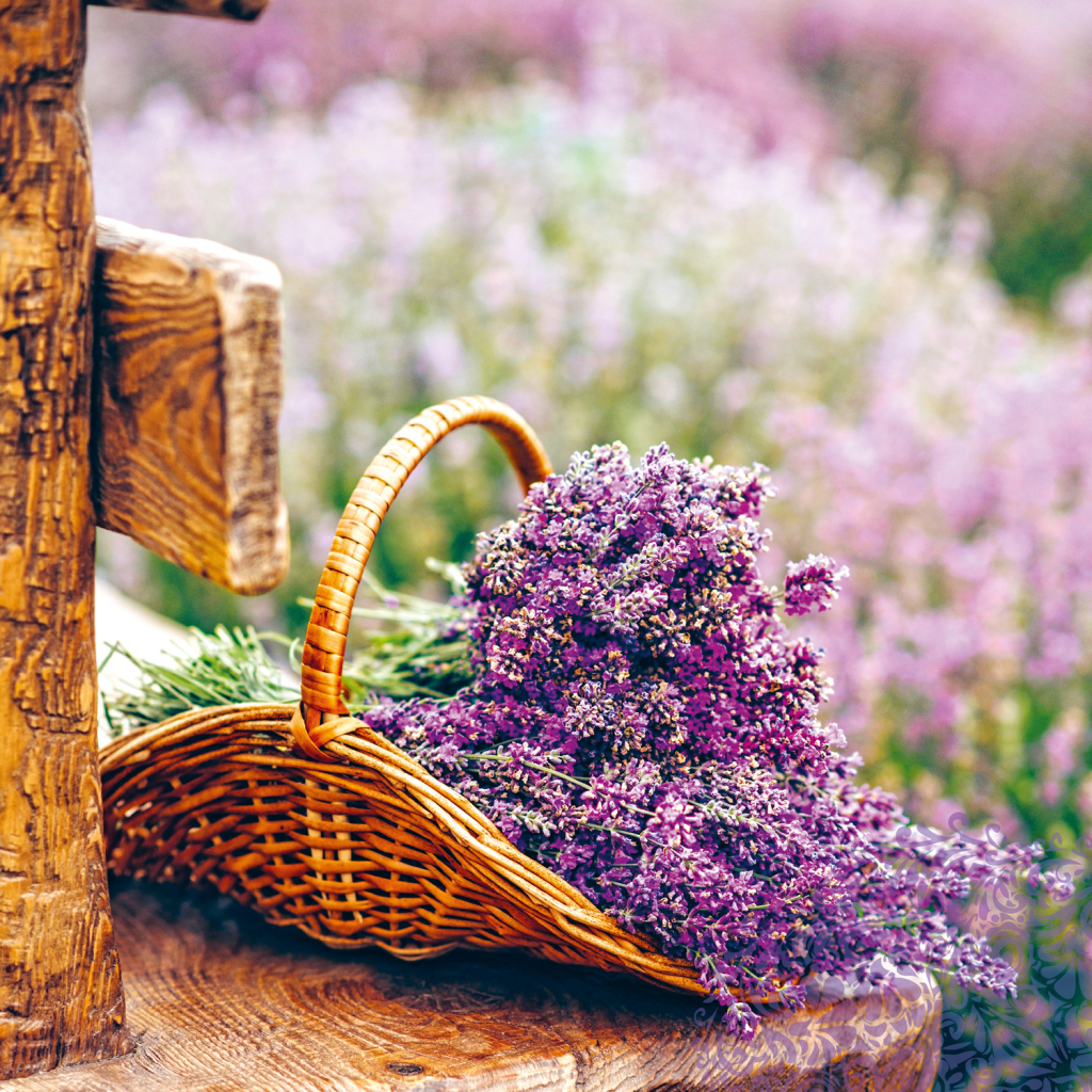 Poznámkový kalendář Provence 2025 - nástěnný kalendář