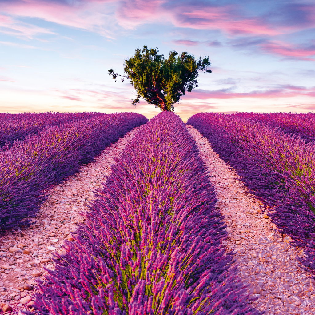 Poznámkový kalendář Provence 2025 - nástěnný kalendář