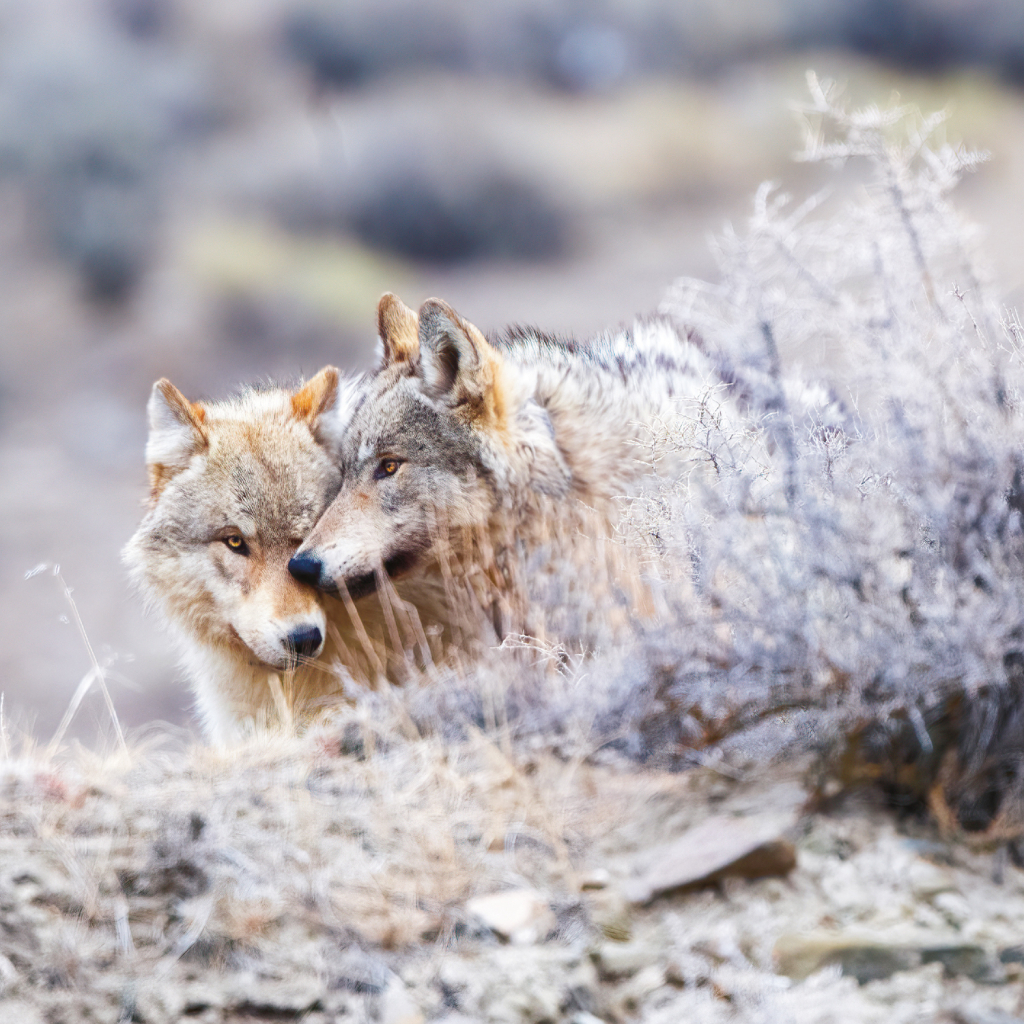 Zvířátka z lesa 2025 - nástěnný kalendář