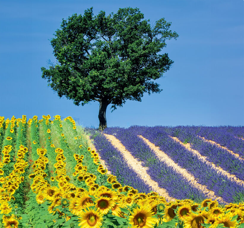 Provence vázanka 2025 - nástěnný kalendář