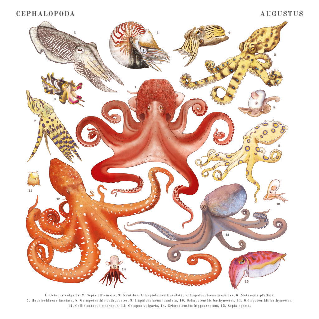 Poznámkový kalendář Animalium 2025 - nástěnný kalendář