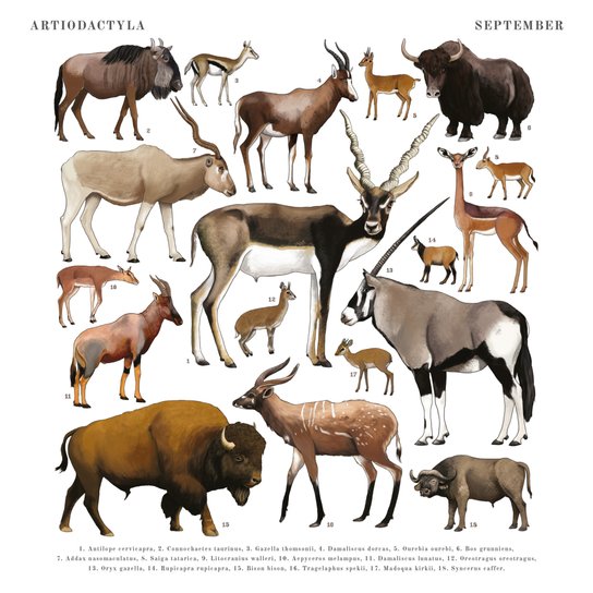 Poznámkový kalendář Animalium 2025 - nástěnný kalendář