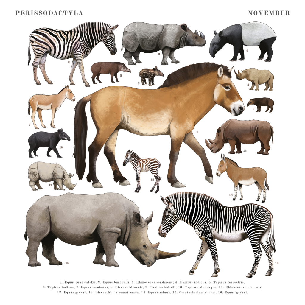 Poznámkový kalendář Animalium 2025 - nástěnný kalendář