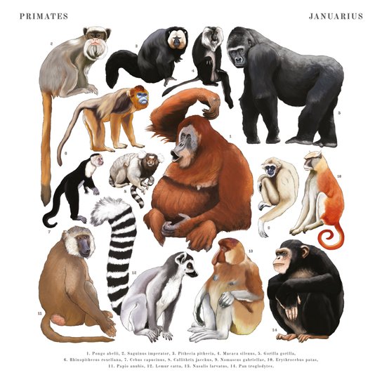 Poznámkový kalendář Animalium 2025 - nástěnný kalendář