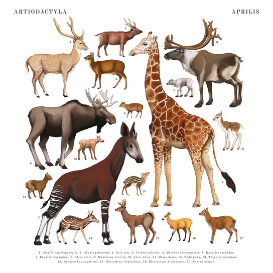 Poznámkový kalendář Animalium 2025 - nástěnný kalendář