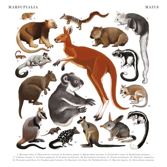 Poznámkový kalendář Animalium 2025 - nástěnný kalendář
