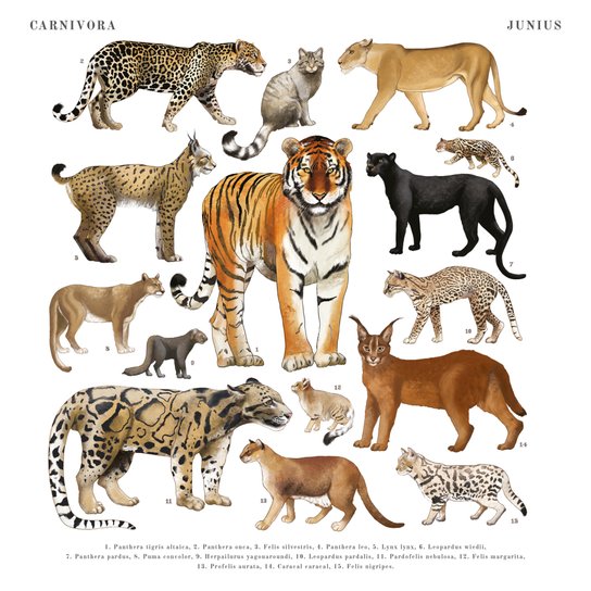 Poznámkový kalendář Animalium 2025 - nástěnný kalendář