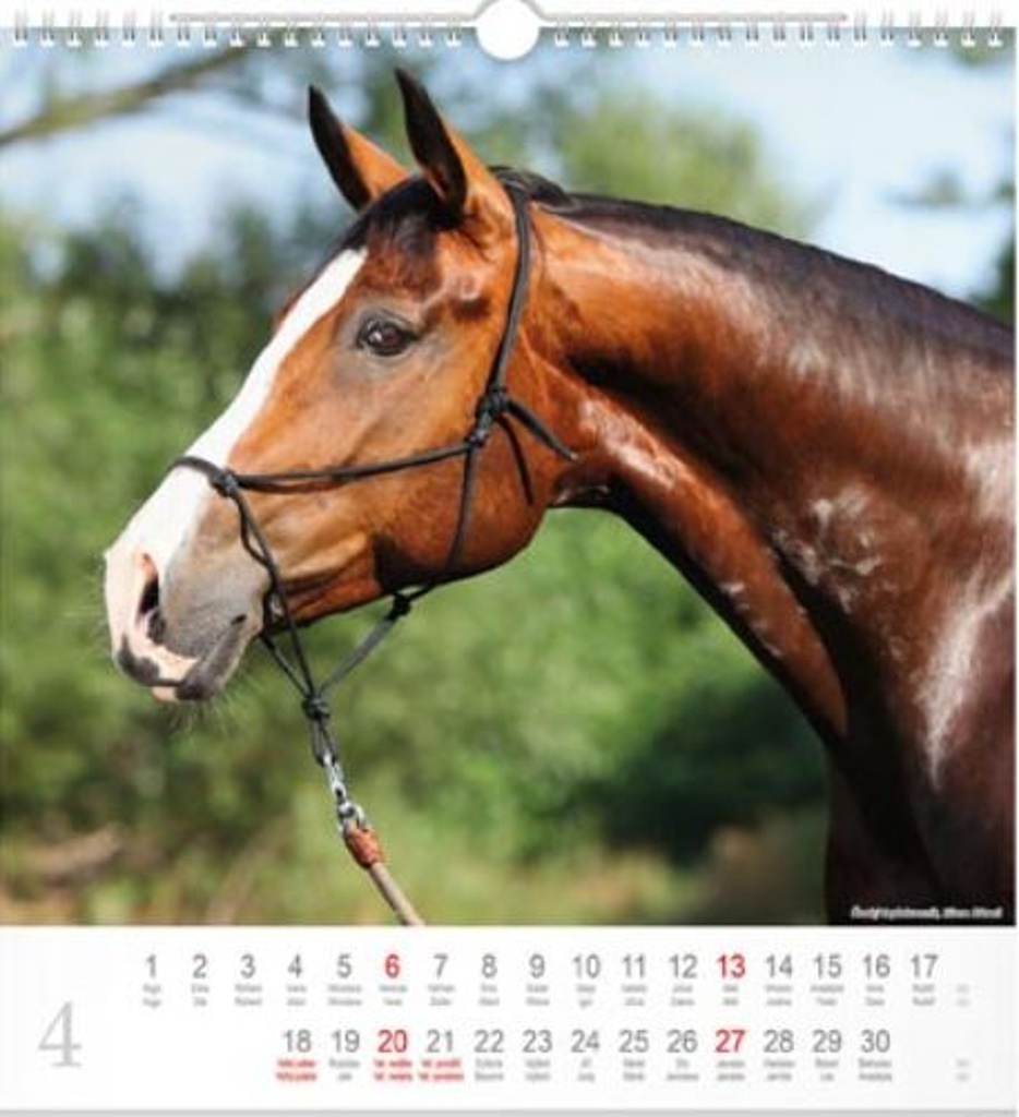 Horses 2025 - nástěnný kalendář