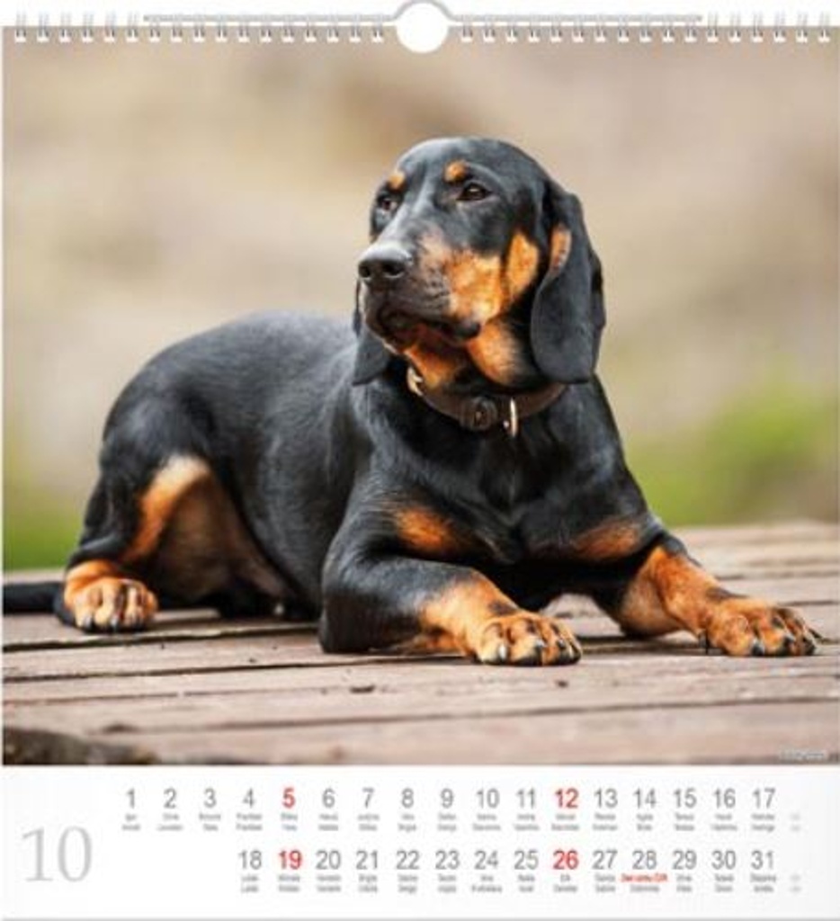 Dogs 2025 - nástěnný kalendář