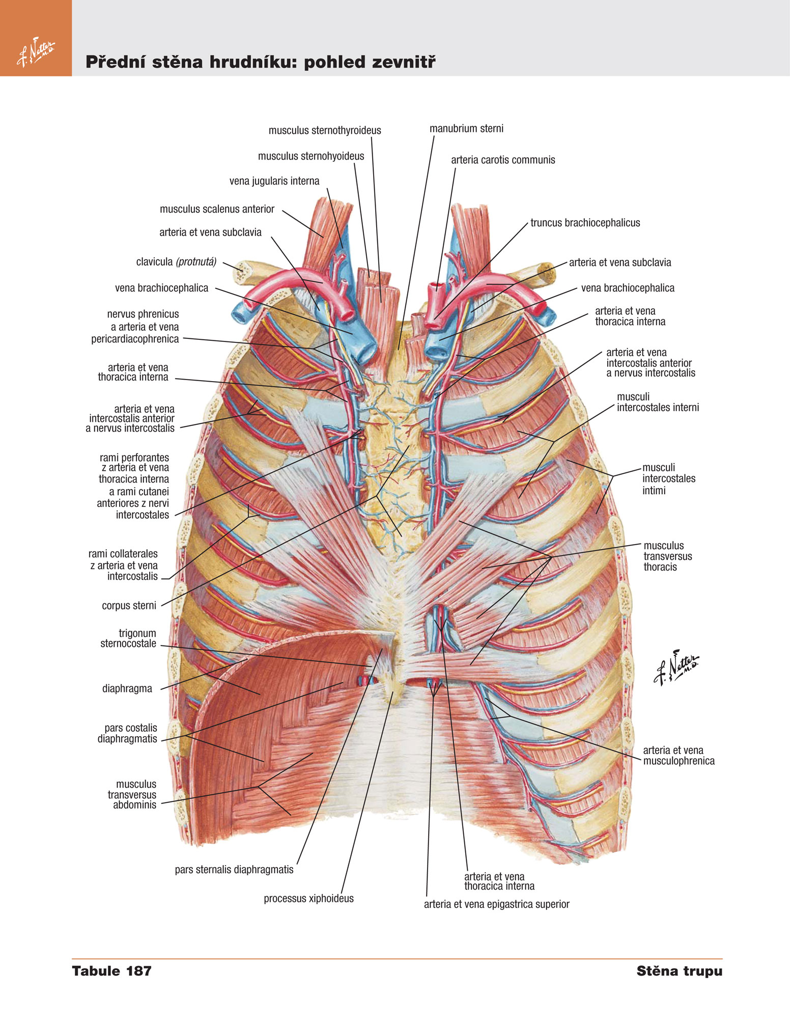 Netterův anatomický atlas člověka