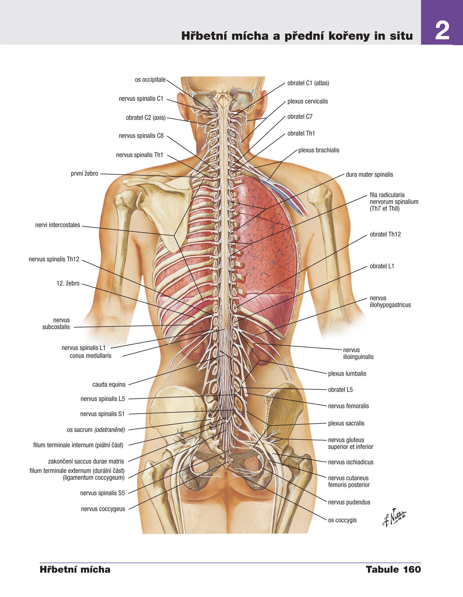Netterův anatomický atlas člověka