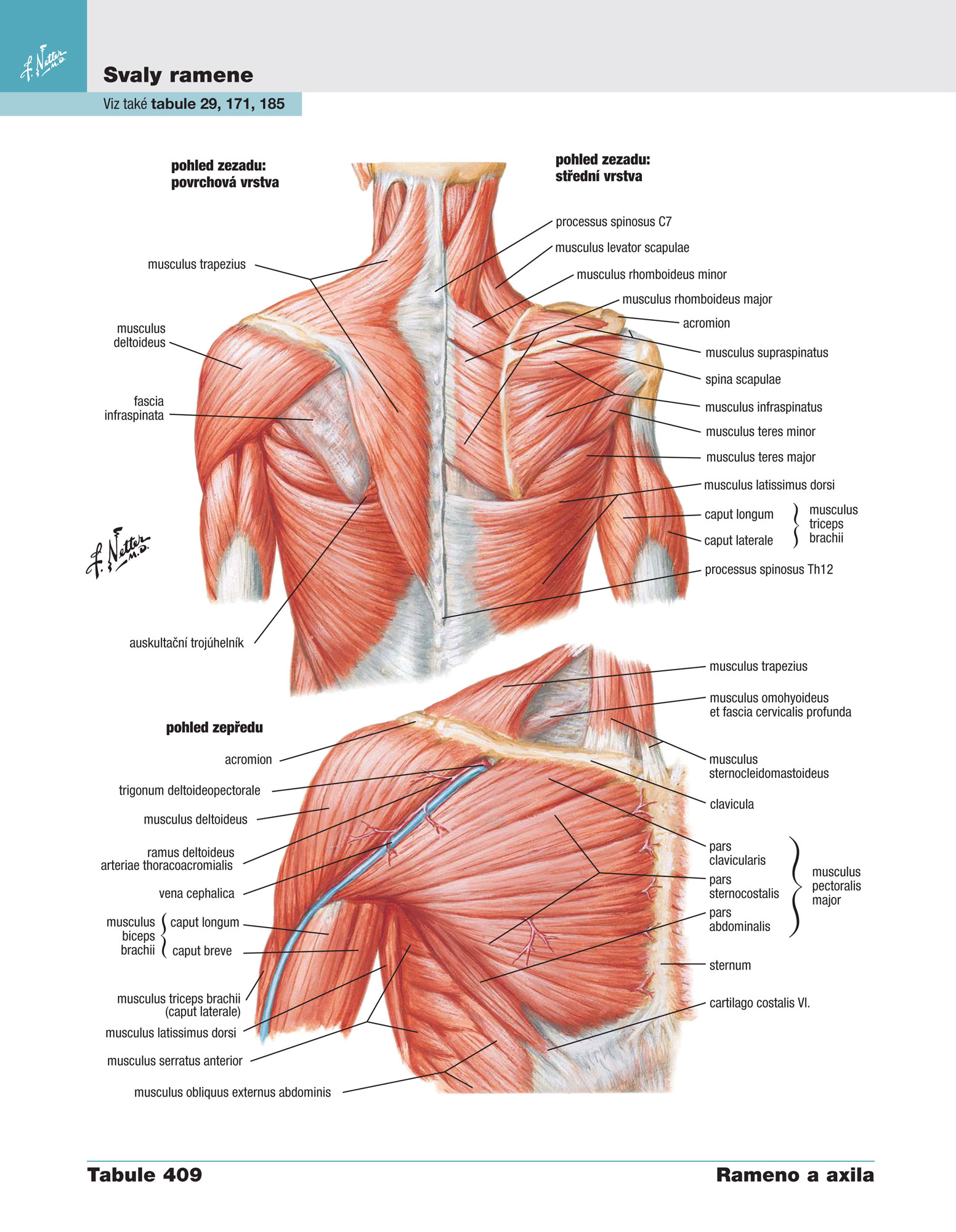 Netterův anatomický atlas člověka