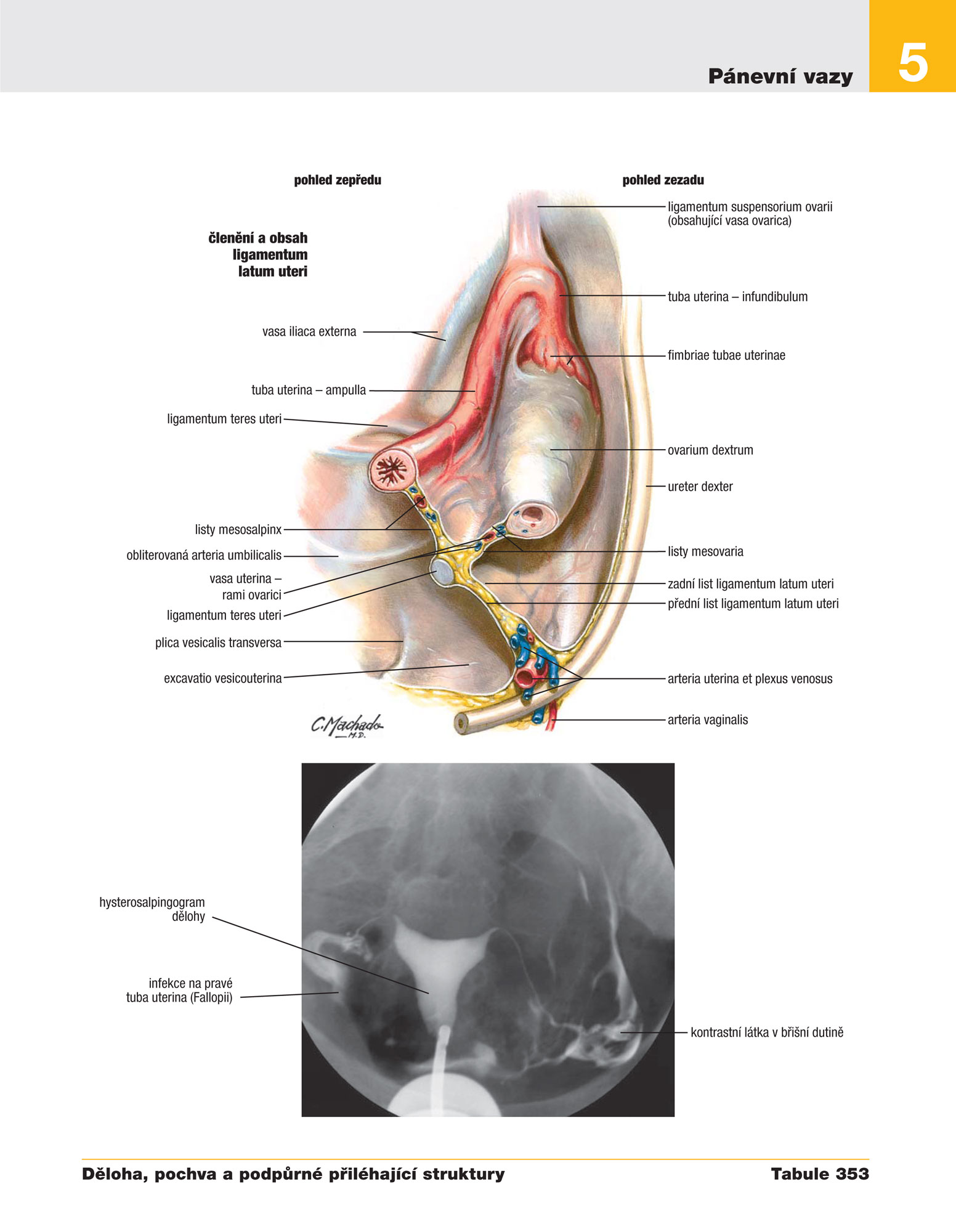 Netterův anatomický atlas člověka