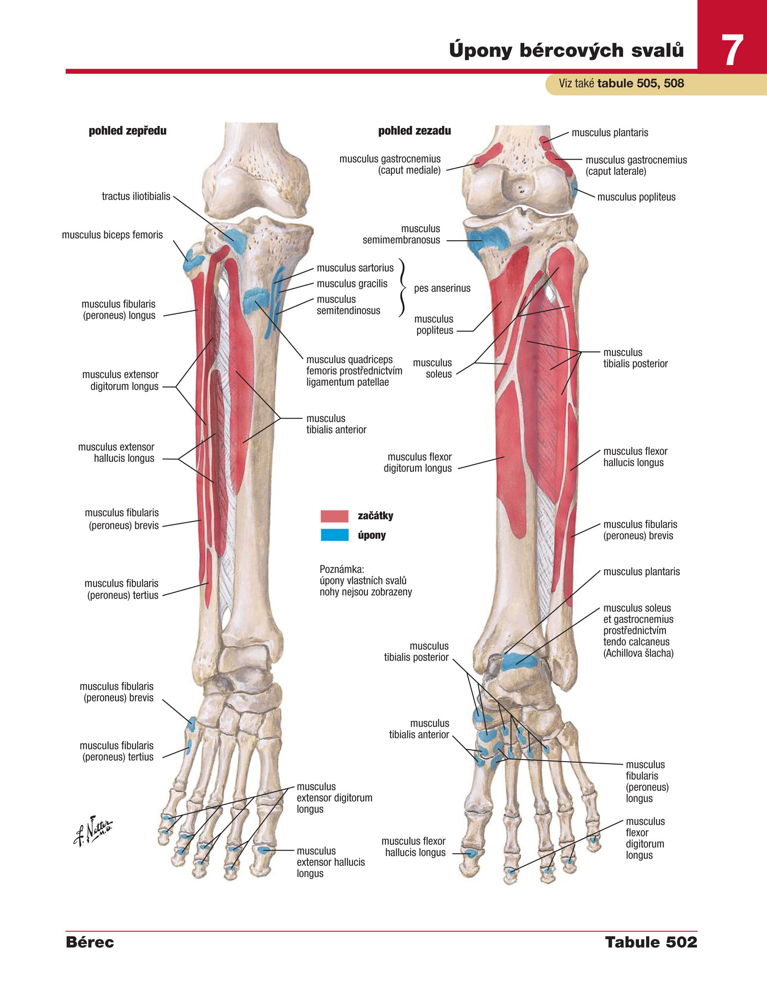 Netterův anatomický atlas člověka