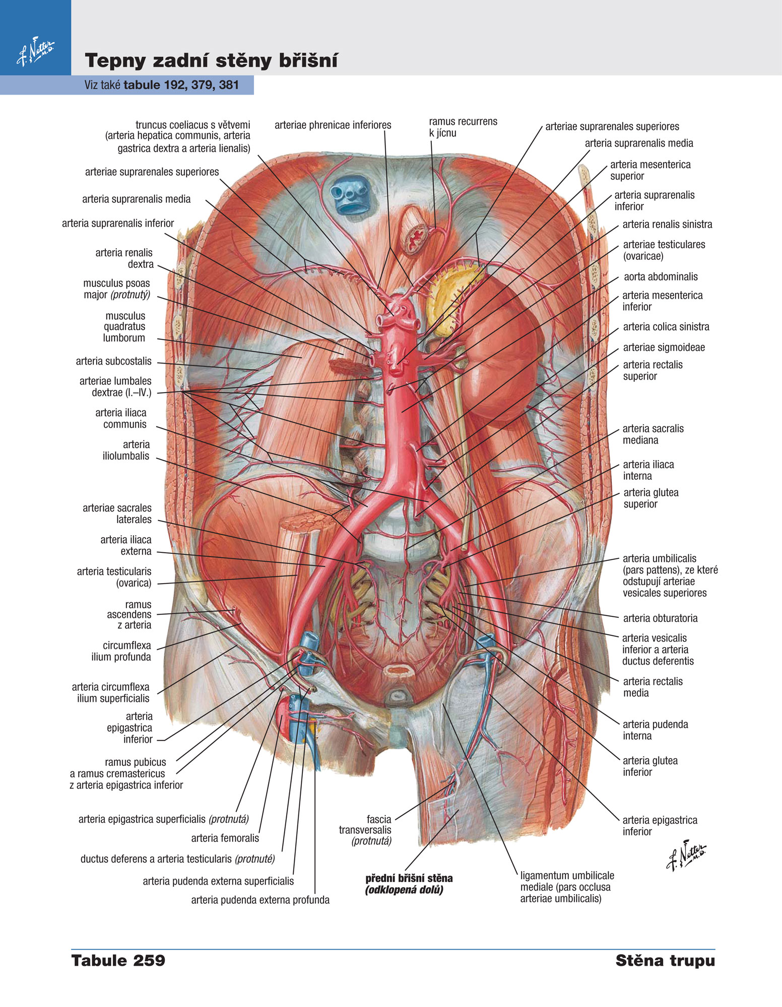 Netterův anatomický atlas člověka