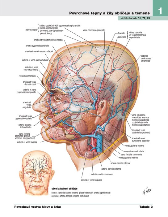 Netterův anatomický atlas člověka