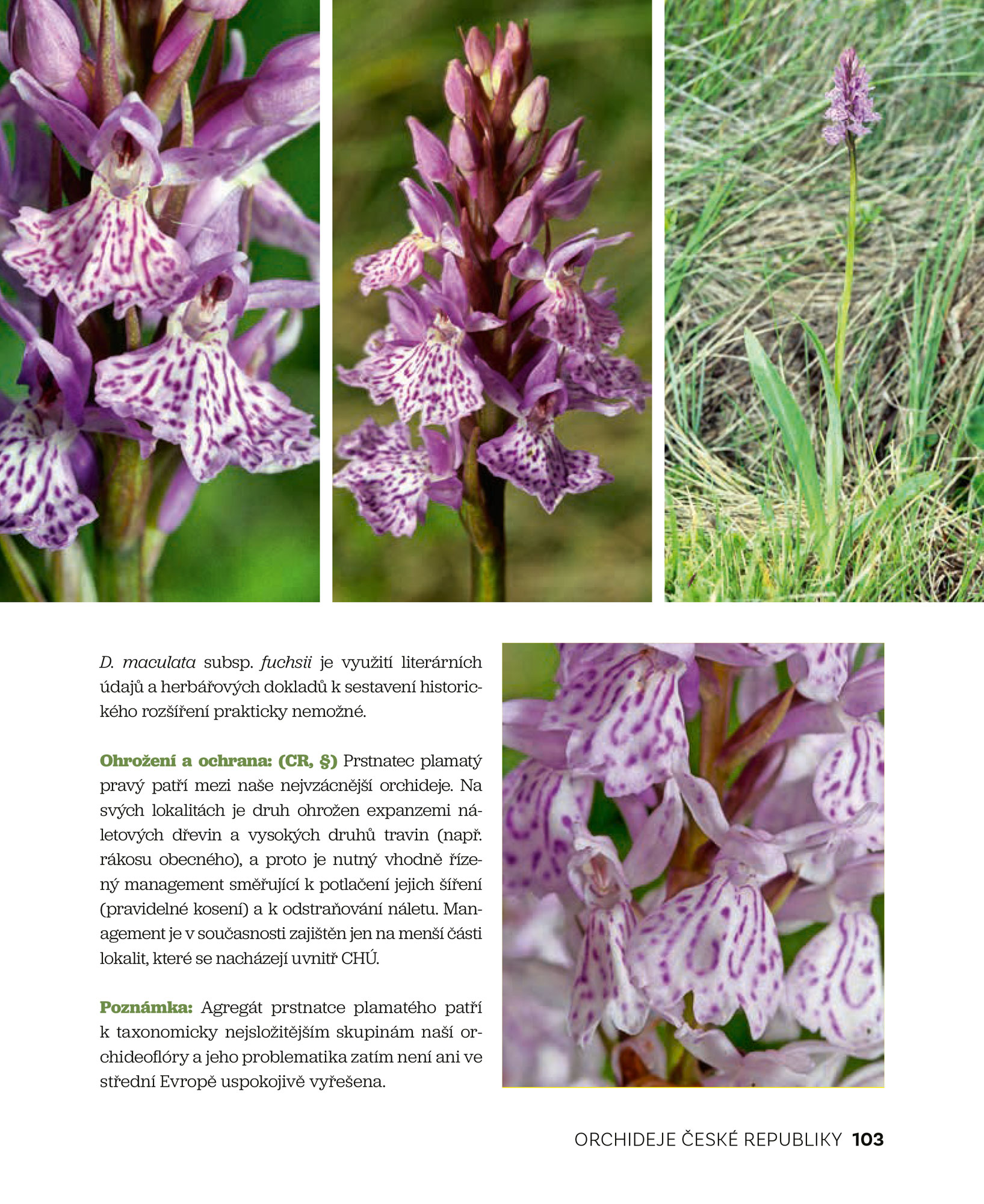 Orchideje České republiky