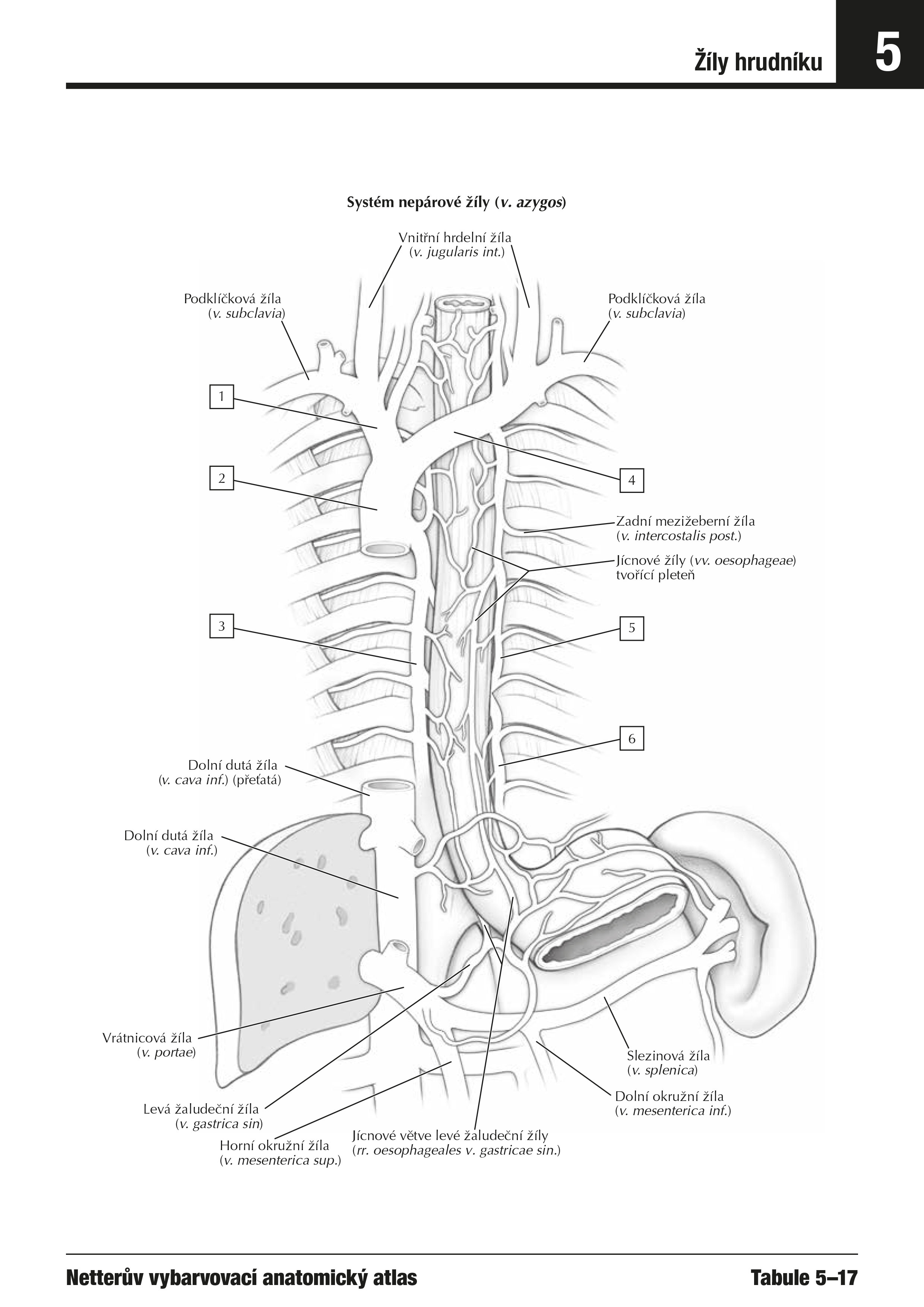 Netterův vybarvovací anatomický atlas 