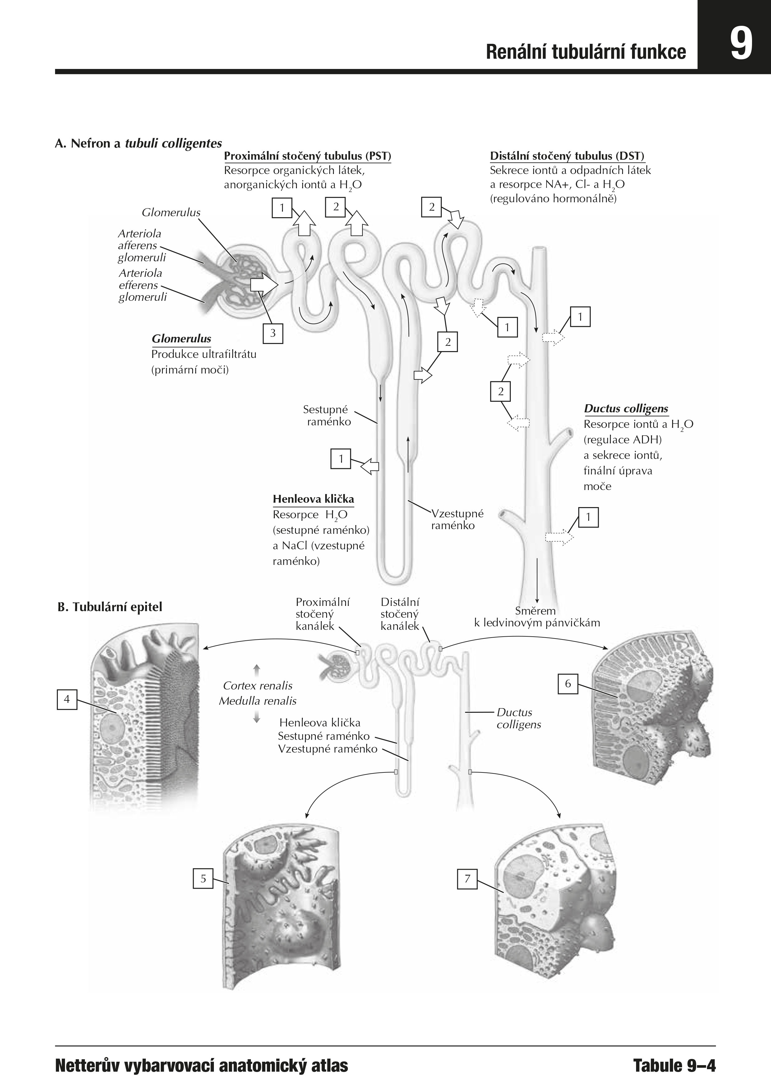 Netterův vybarvovací anatomický atlas 
