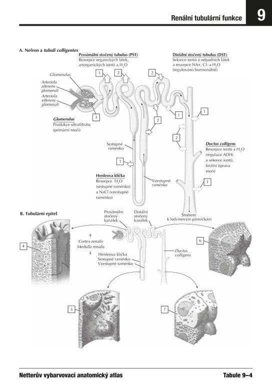 Netterův vybarvovací anatomický atlas 