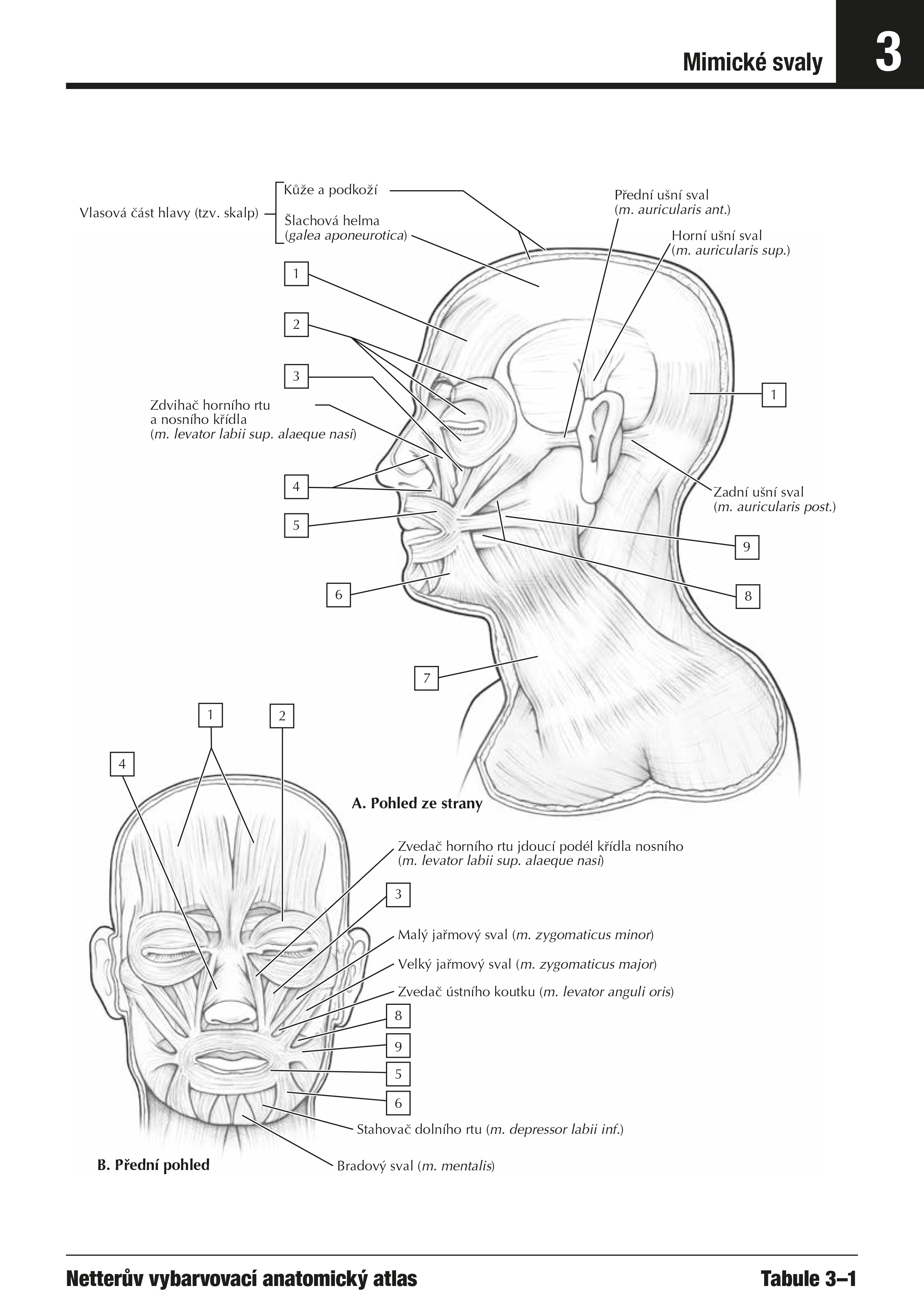 Netterův vybarvovací anatomický atlas 
