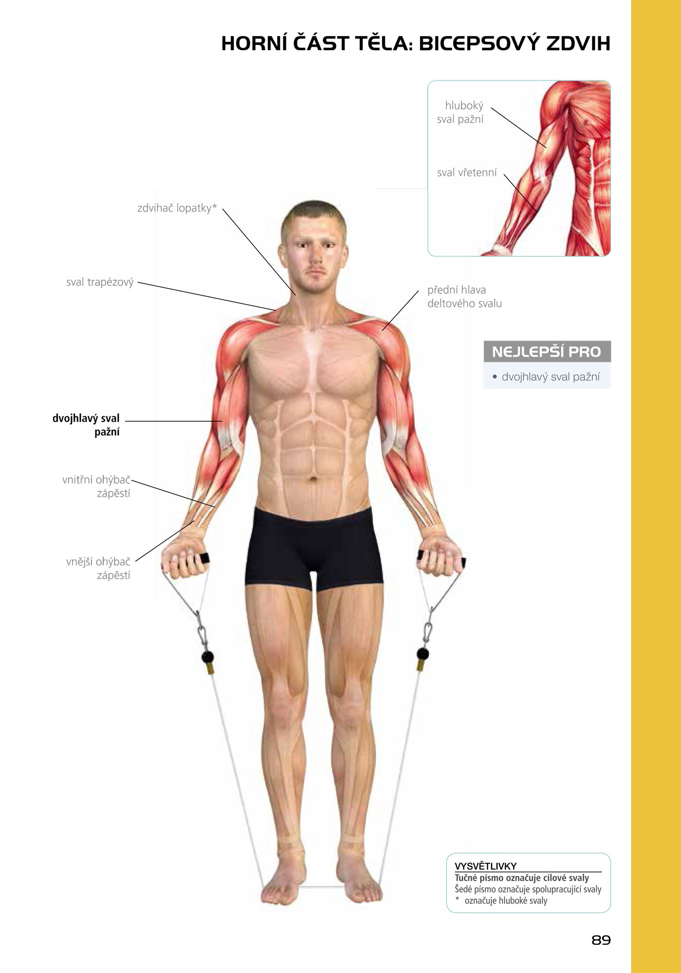 Encyklopedie posilování - anatomie
