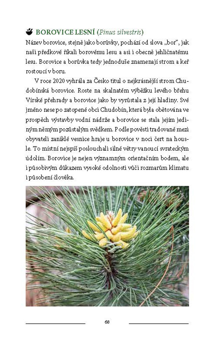 Bylinky naší prabáby