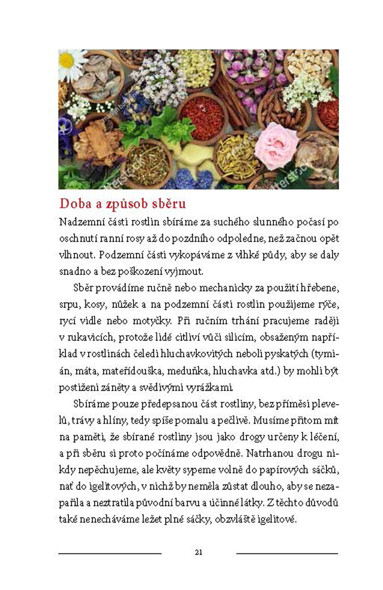 Bylinky naší prabáby