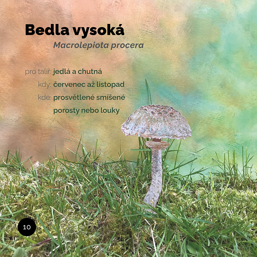 Básničky z podhoubí