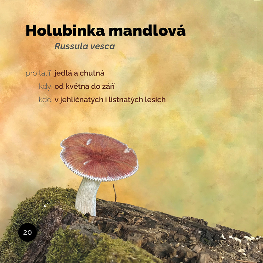 Básničky z podhoubí