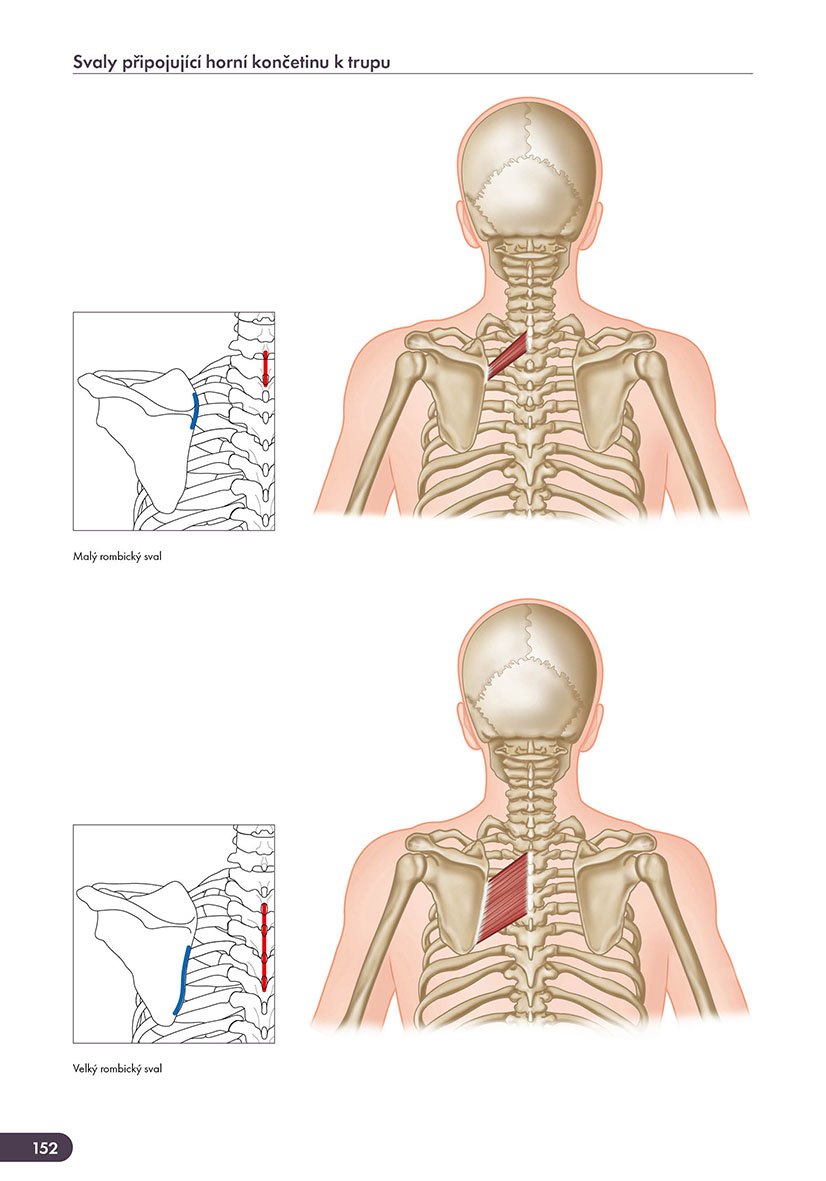Atlas svalů - anatomie, 2. aktualizované vydání