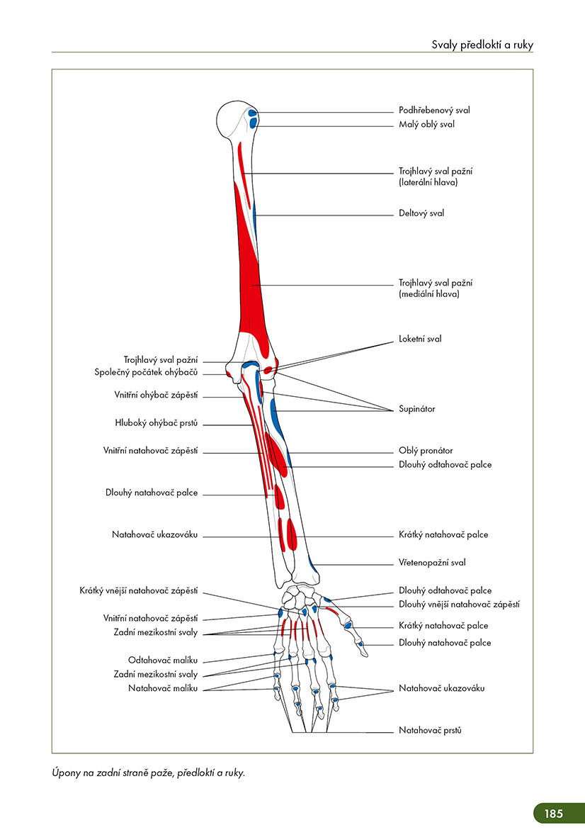 Atlas svalů - anatomie, 2. aktualizované vydání