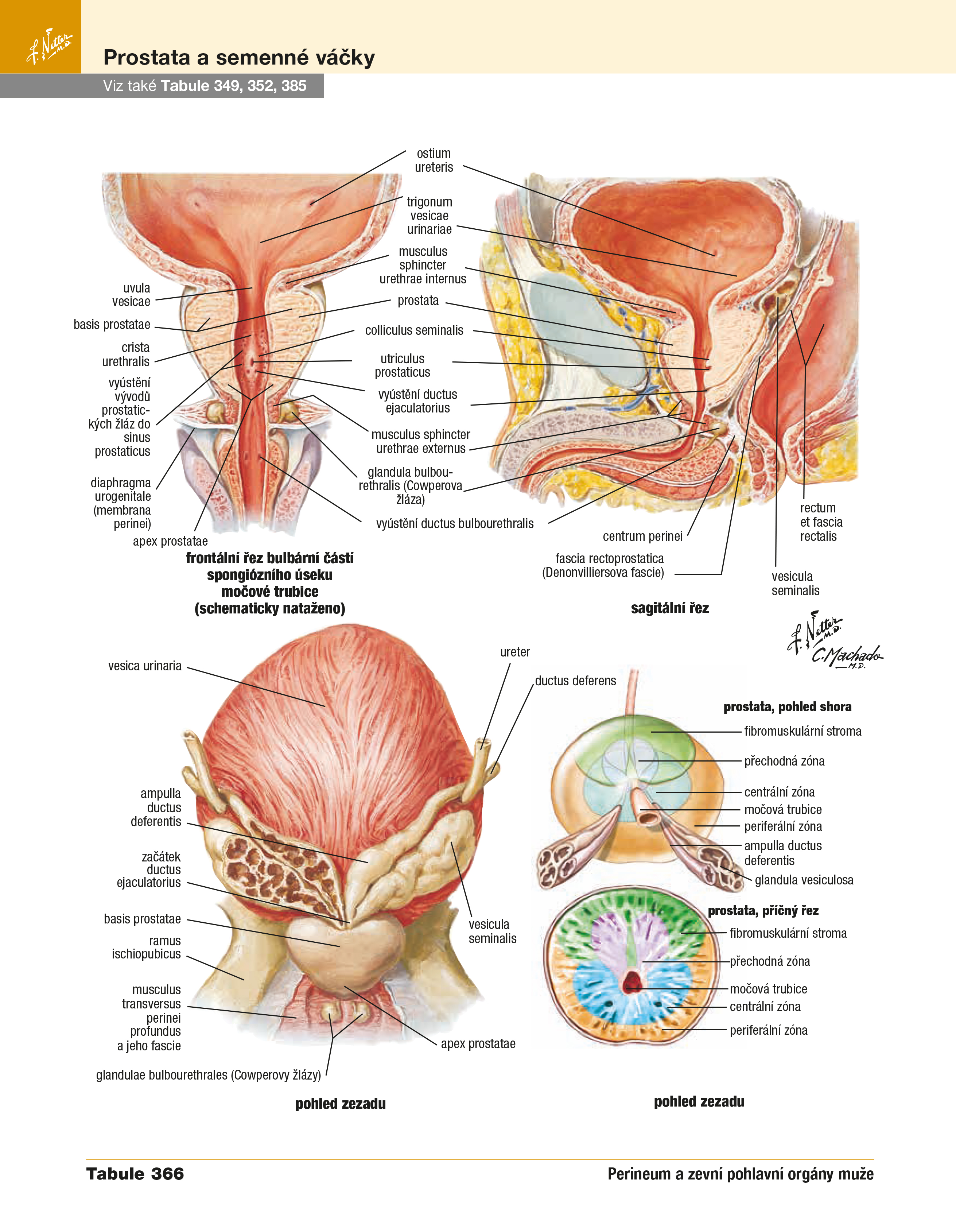 Netterův anatomický atlas člověka