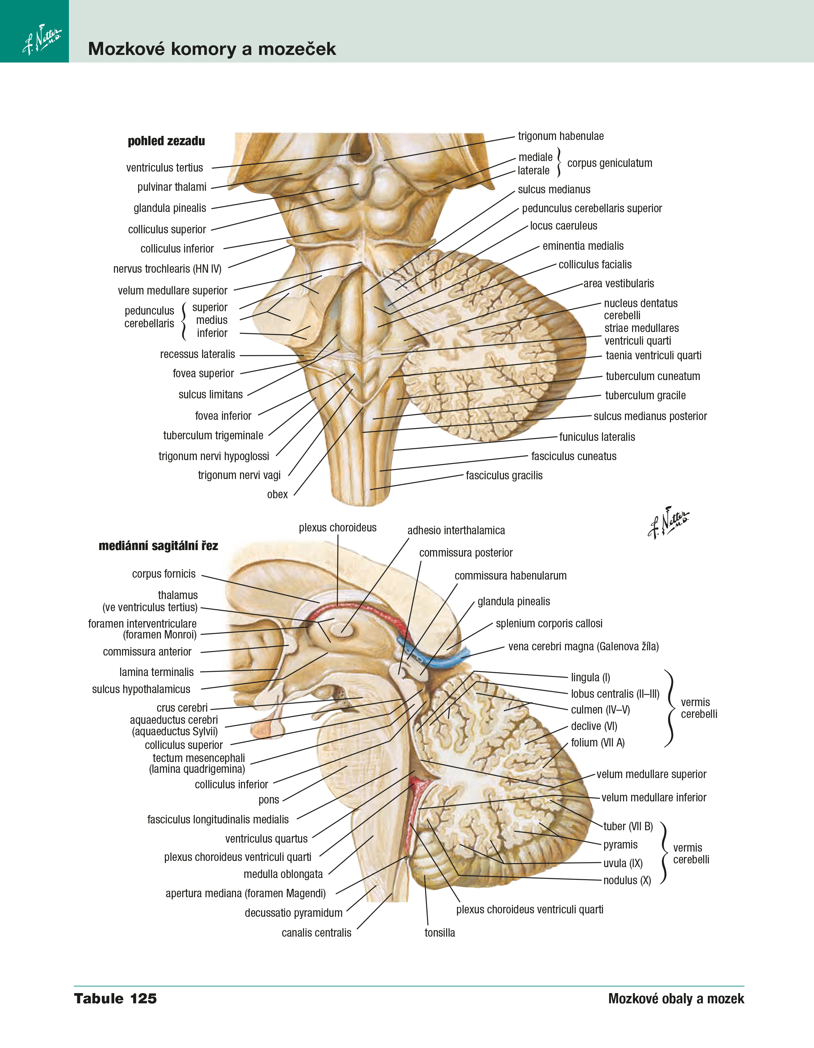 Netterův anatomický atlas člověka