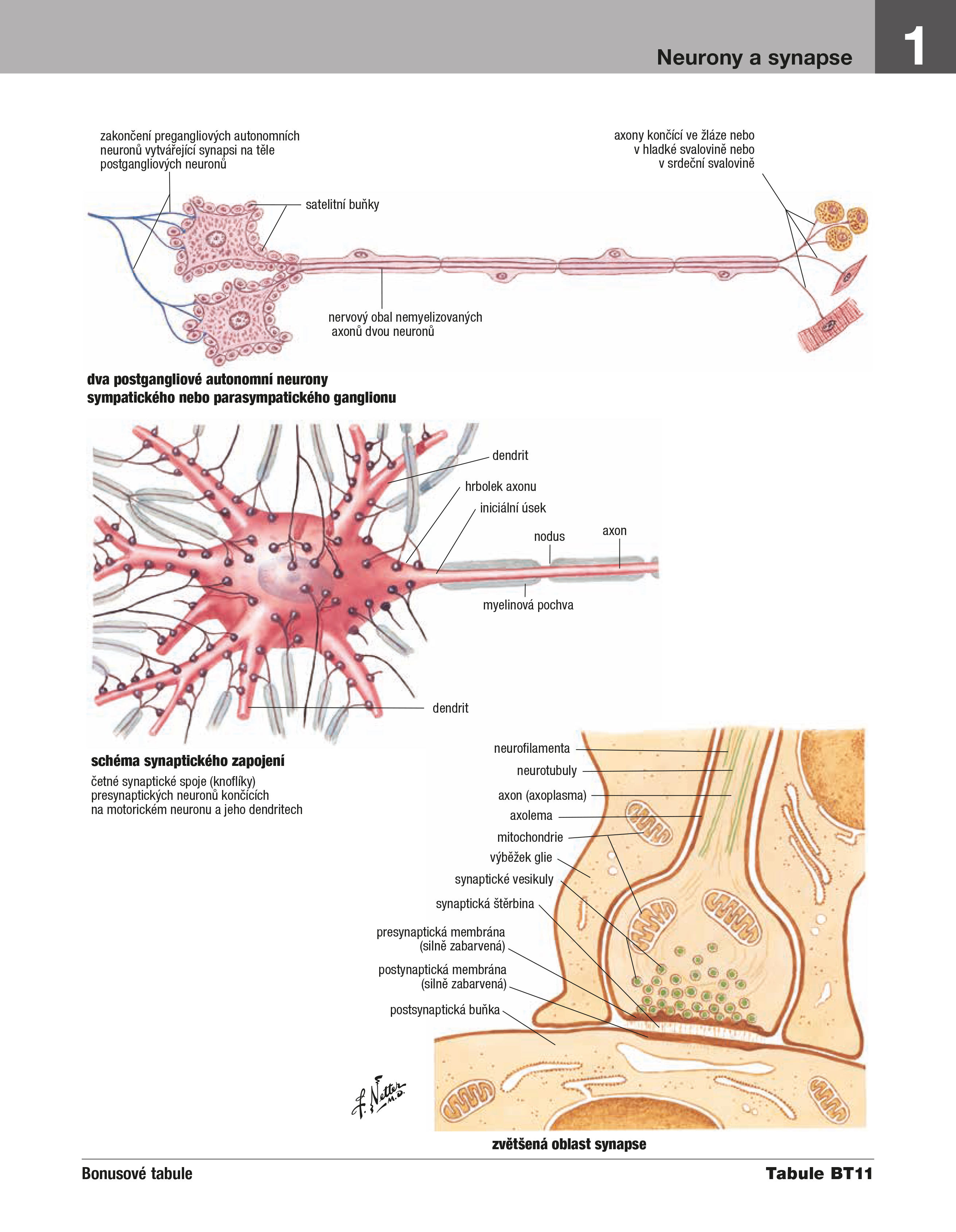 Netterův anatomický atlas člověka