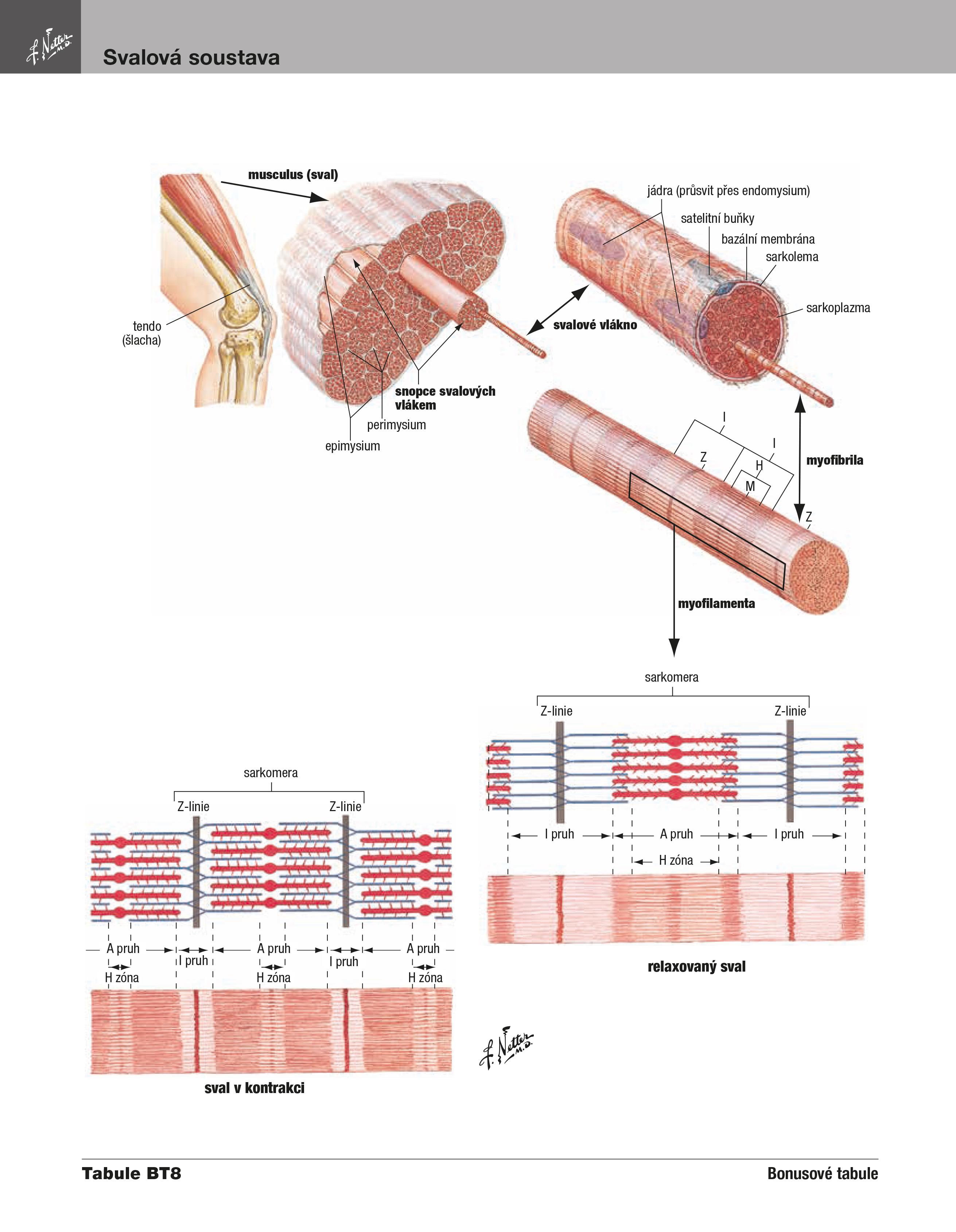 Netterův anatomický atlas člověka