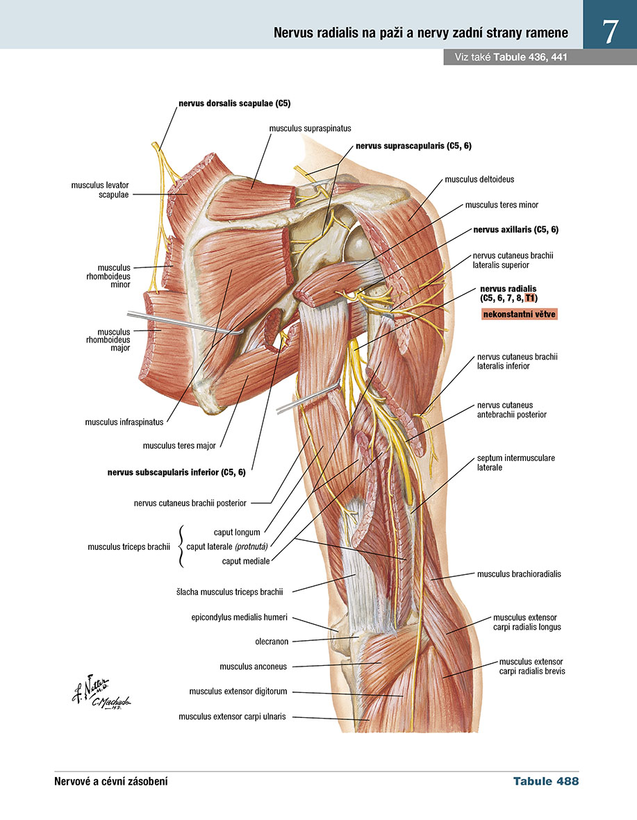 Netterův anatomický atlas člověka