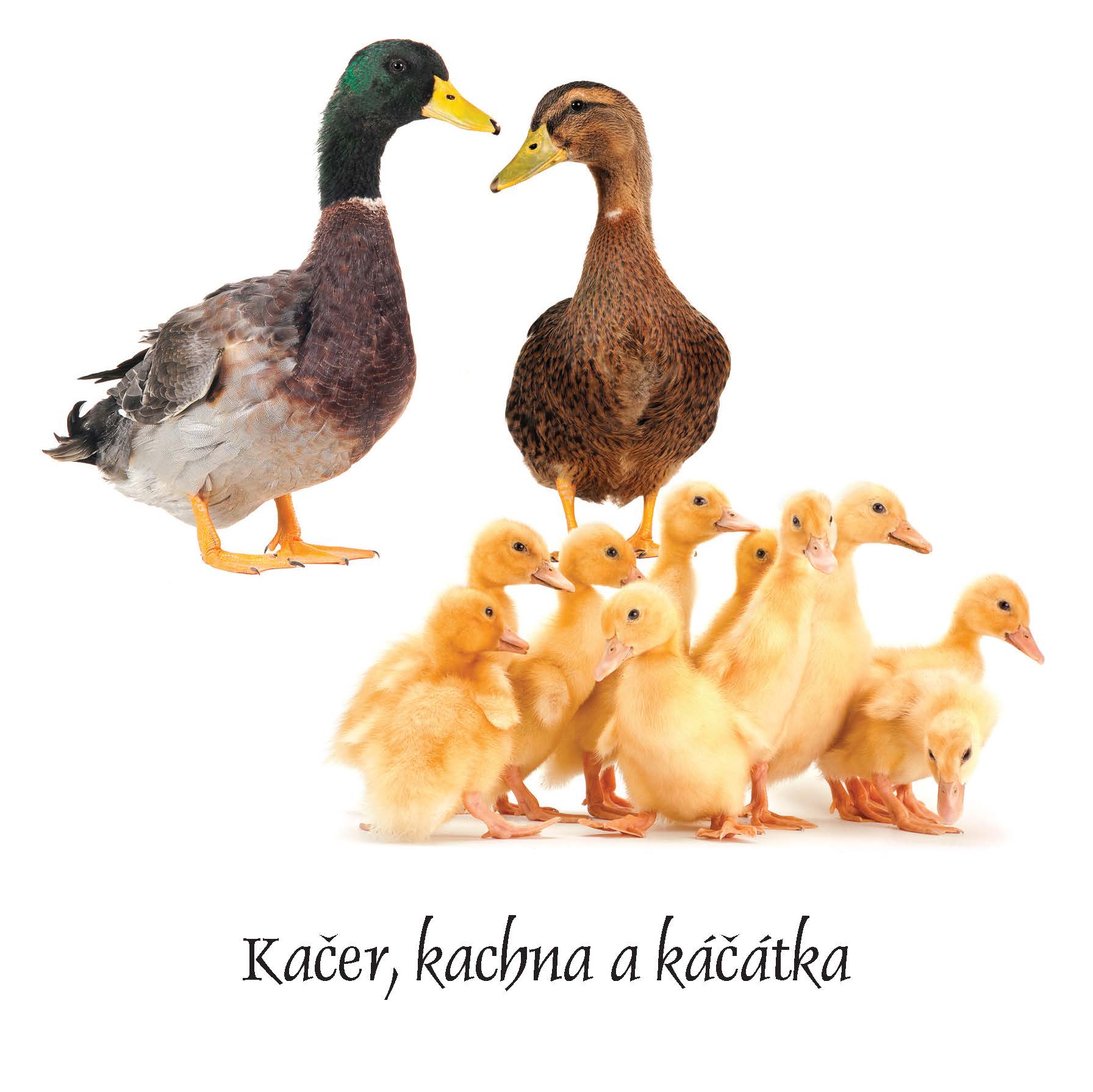 Mláďátka
