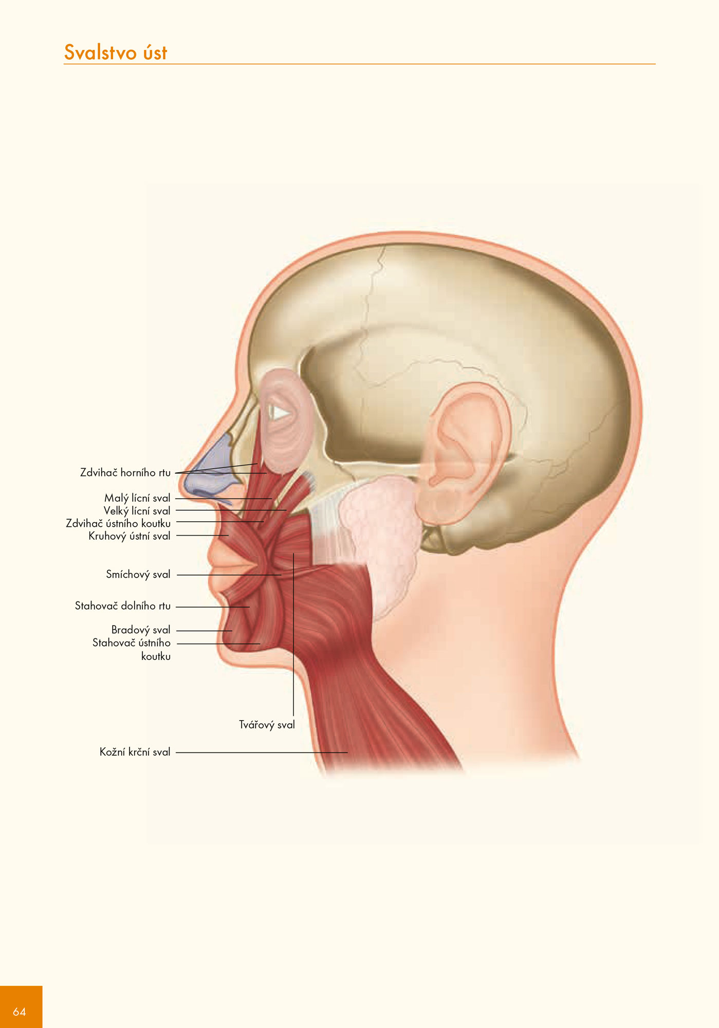 Atlas svalů - anatomie