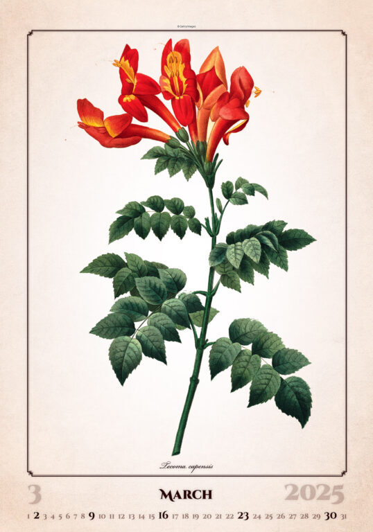 Herbarium 2025 - nástěnný kalendář