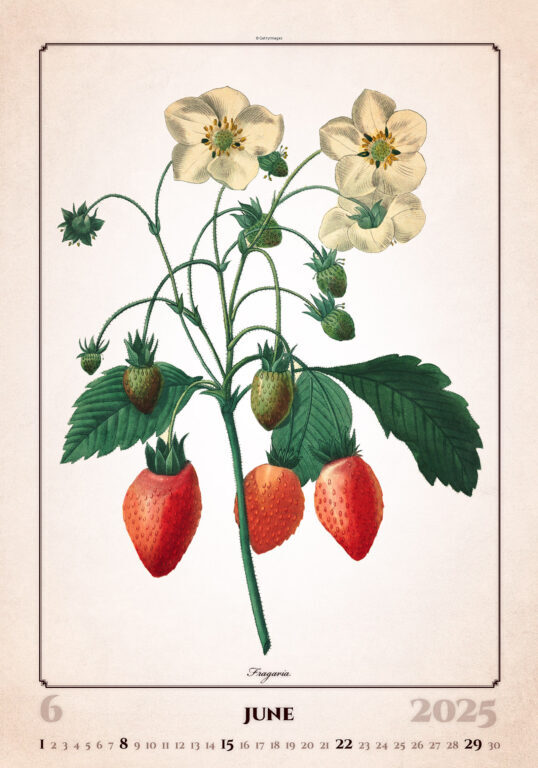 Herbarium 2025 - nástěnný kalendář