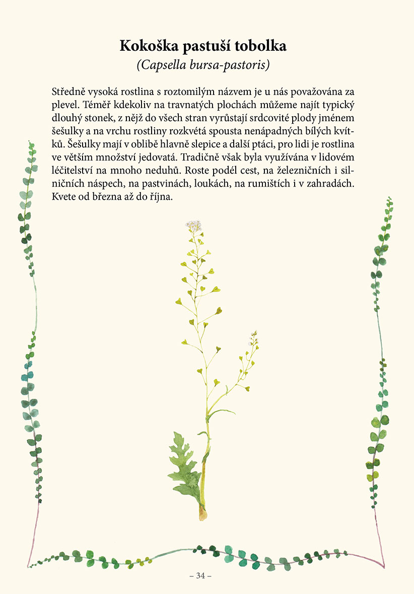 Herbář