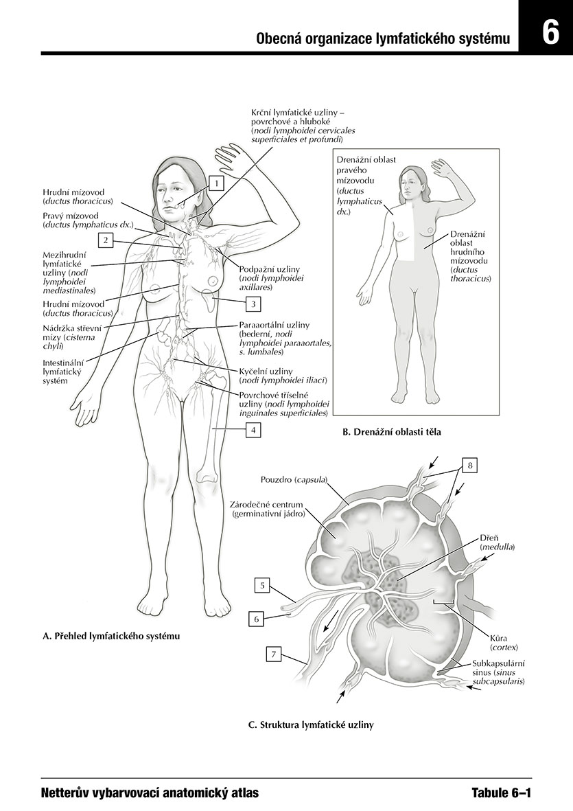 Netterův vybarvovací anatomický atlas 