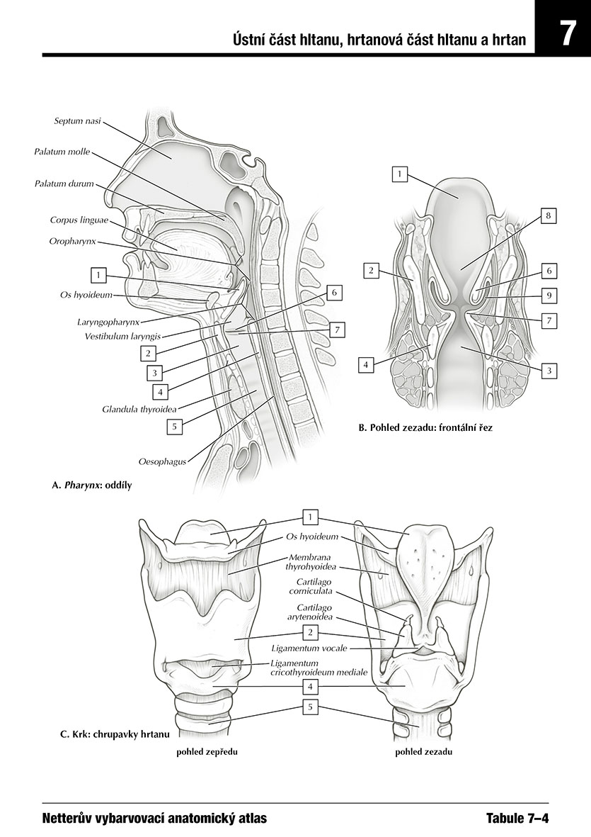 Netterův vybarvovací anatomický atlas 