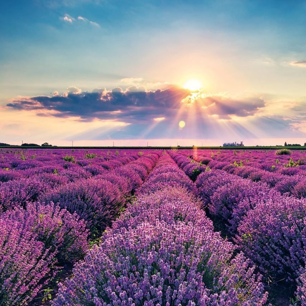 Poznámkový kalendář Provence 2026 - nástěnný kalendář