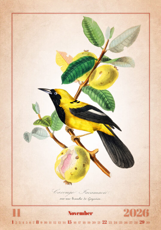 Aviarium 2026 - nástěnný kalendář