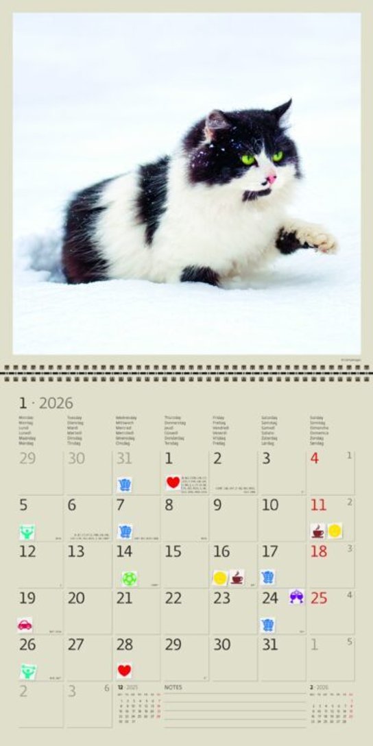 Cats 2026 - nástěnný kalendář