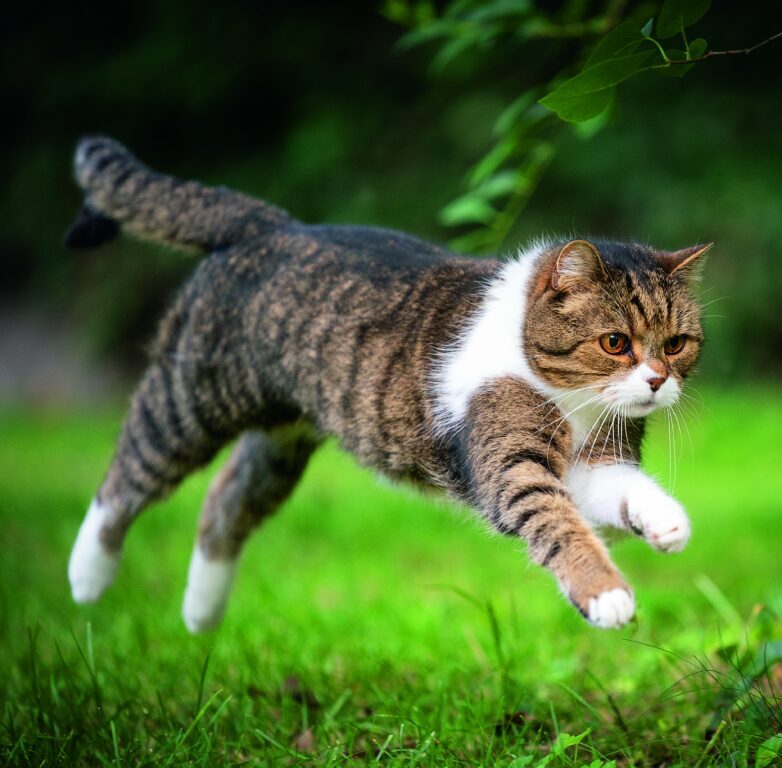 Cats 2026 - nástěnný kalendář