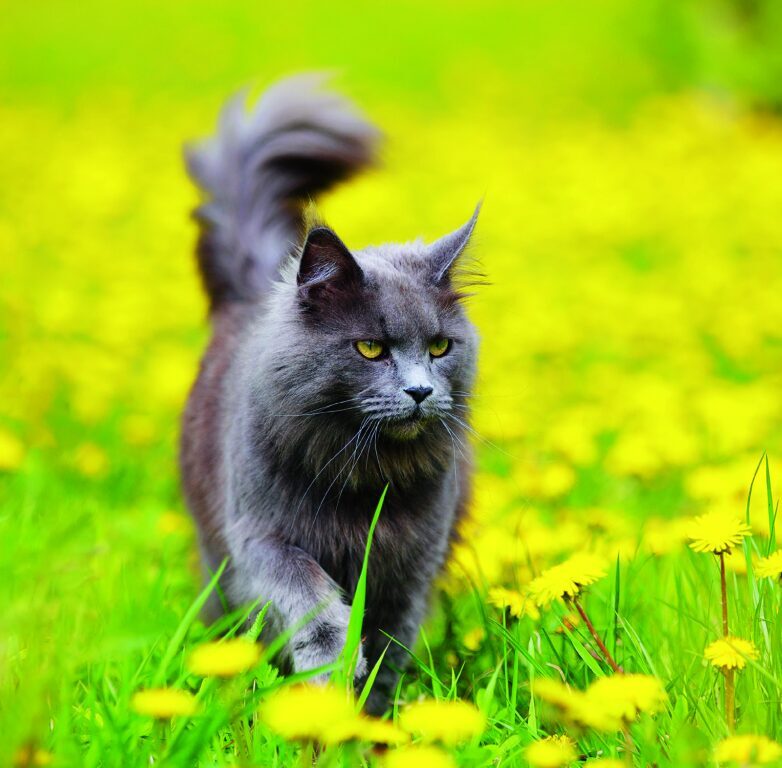 Cats 2026 - nástěnný kalendář