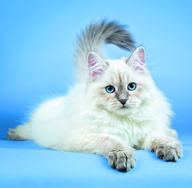 Cats 2026 - nástěnný kalendář